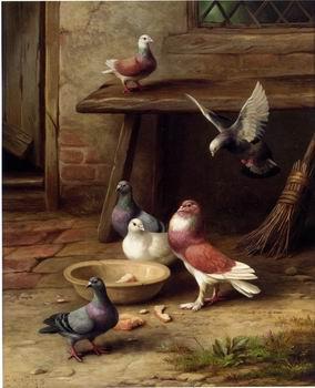 unknow artist Pigeons 194 Spain oil painting art